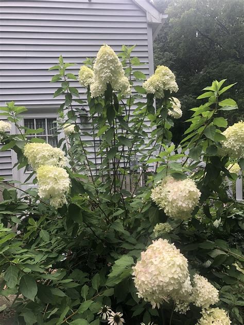 How To Trim Limelight Hydrangeas Outlet Emergencydentistry