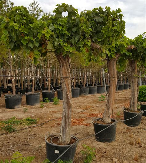 Vitis vinifera | Architectural plants, Plants, Plant companies