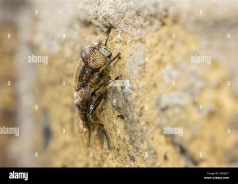 Large Spotty Eyed Dronefly Hi Res Stock Photography And Images Alamy