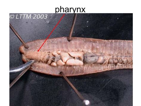 Earthworm dissection