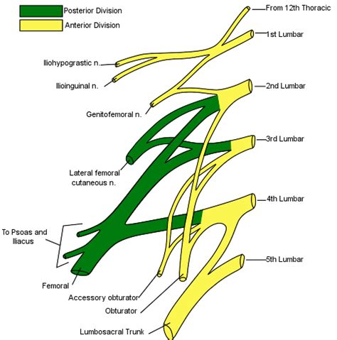 Spinal Nerves Boundless Anatomy And Physiology