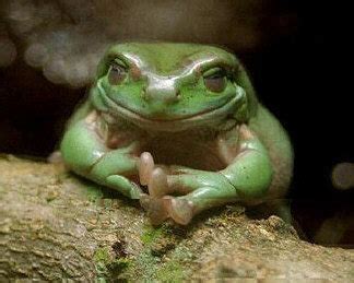 Funny Frogs |Funny Animal