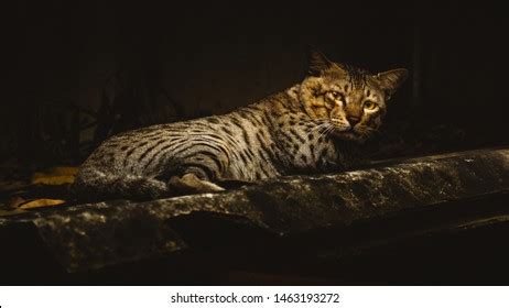 Indian Billi Cat Breed Indian Common Stock Photo 1463193281 | Shutterstock