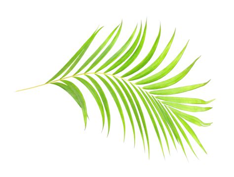 Green Palm Tree Leaf On Transparent Background