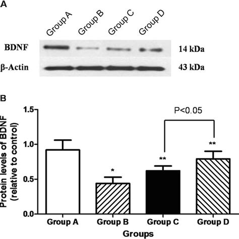 Western Blotting Analysis Of Bdnf In The Retina A Representative Download Scientific Diagram