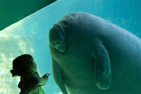 Manatees Wallpapers Wallpaper Cave