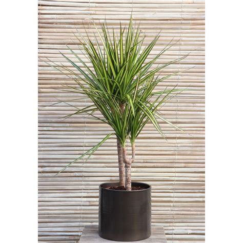 Dracaena Marginata Sunray Cm Error Category Record Not