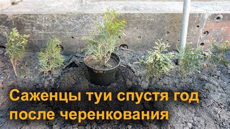 Туя спустя год после разведения путем черенкования своими руками - YouTube