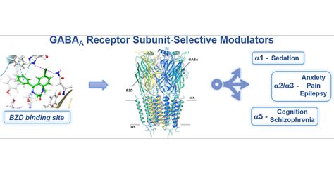 GABAA Receptor Trafficking And Its Role In The Dynamic 60 OFF