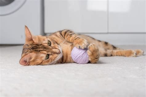 Come Cambia Il Carattere Del Gatto Dopo La Sterilizzazione News Petme