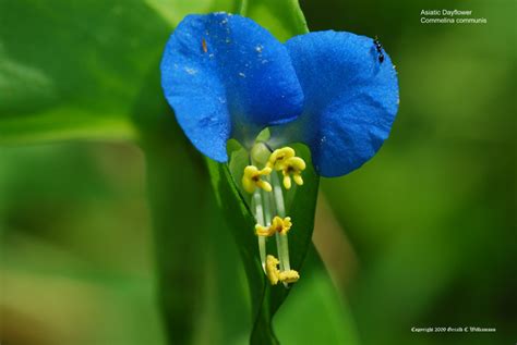 US Wildflower's Database of Blue Wildflowers for Massachusetts