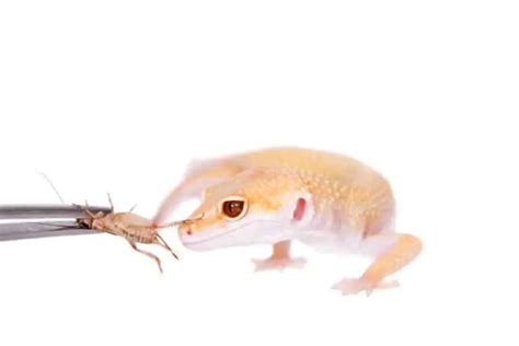 How Often to Feed Your Leopard Gecko (Leopard Gecko Feeding Schedule) - Gecko Advice