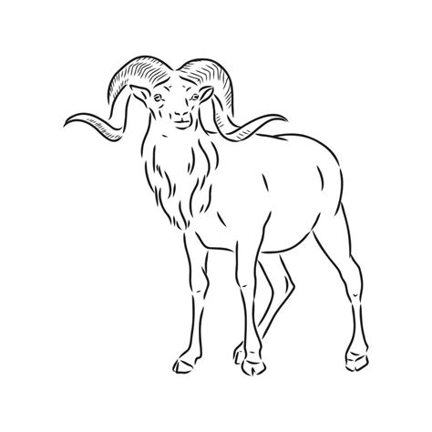 Mountain Ram Vector Sketch 7307782 Vector Art At Vecteezy