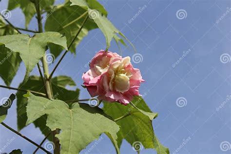 A Colorful Hibiscus Mutabilis Flower In The Garden Stock Photo Image