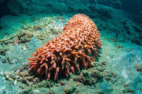 Pepinos De Mar Qu Son Caracter Sticas Y Reproducci N Resumen Y Fotos