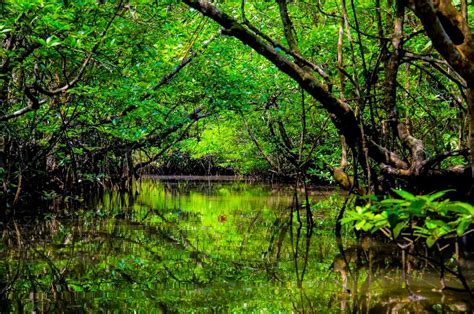 Jurnal Mengenai Fasilitas Tempat Wisata Hutan Mangrove Tempat Wisata