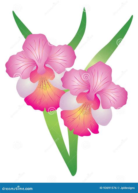 Vanda Miss Joaquim, The National Flower Of Singapore Vector ...