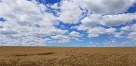 Wheat Field In Walla Walla County Wa Usa Oc 4032x1960 Ift