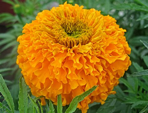 Marigold Day Of The Dead Orange Cempazuchitl Buy Online At Annies Annuals