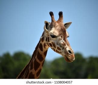 giraffe head portrait stock photo edit