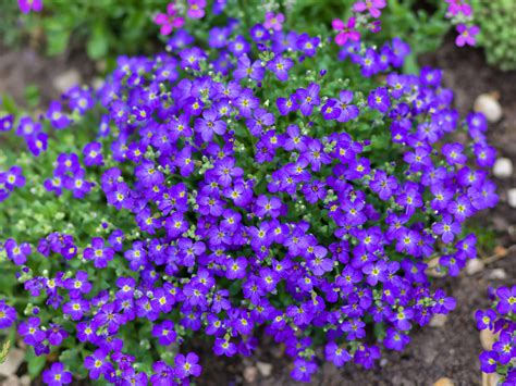 Aubrieta ‘cascade Blue Boomkwekerij Lugthart