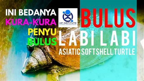 Bulus Atau Labi Labi Ini Reptil Perbedaan Kura Kura Penyu Dan Bulus