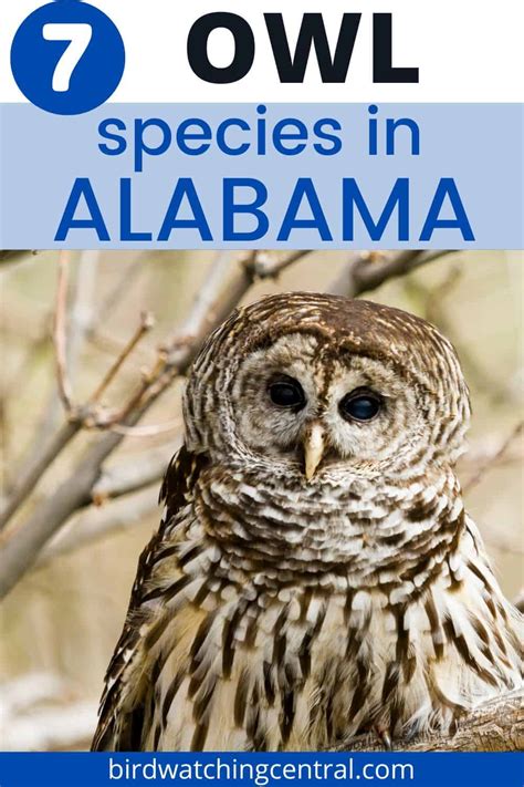 7 Owls in Alabama - Birdwatching Central