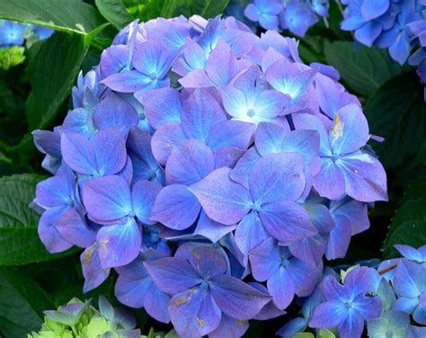 5 Cara Menanam Bunga Hortensia Terlengkap