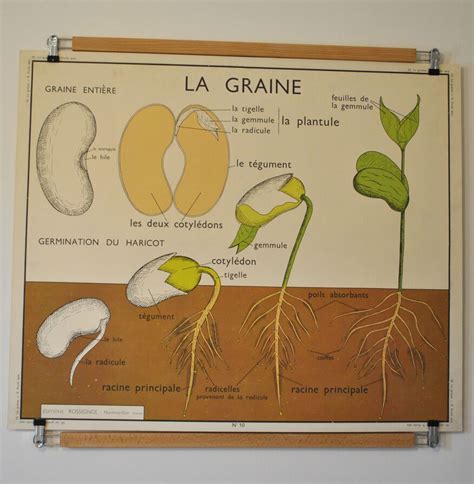 Ancienne Carte Affiche Scolaire La Graine Les Fruits Selency