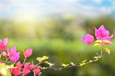 Spring flower background creative image_picture free download 501189706 ...