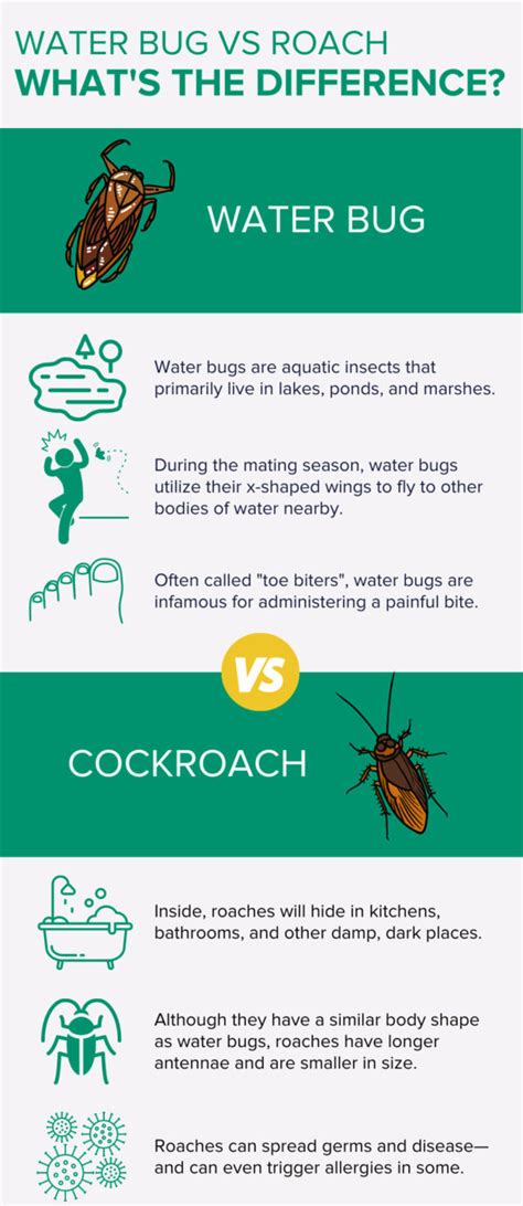 Cockroach Vs Water Bug - What's the Difference? | Ja-Roy