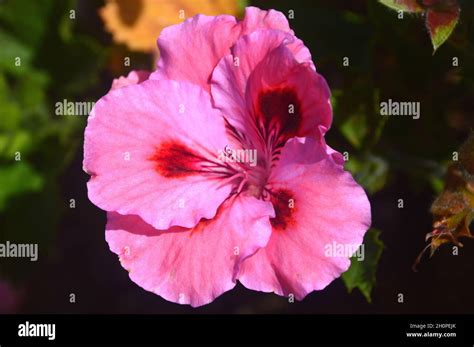 Pinkred Pelargonium Grandiflorum Hazel Gypsy Regal Flower Grown In A Flowerpot At Rhs