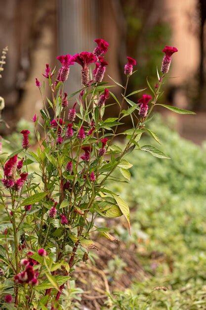 Premium Photo Quail Grass Flowering Plant Of The Species Celosia Argentea