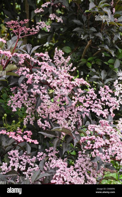 Saúco Común Sambucus Nigra Black Beauty Fotografía De Stock Alamy