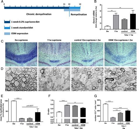 Oncostatin M Induced Astrocytic Tissue Inhibitor Of Metalloproteinases 1 Drives Remyelination Pnas