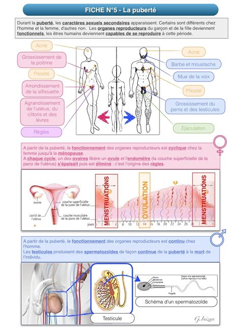 La Puberté Révisions Du Programme De 4eme Pour Le Brevet De Svt Anatomie Du Corps Anatomie