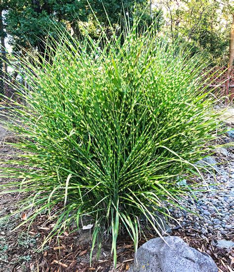 Zebra Grass - 3 bareroot plants – BloomingBulb