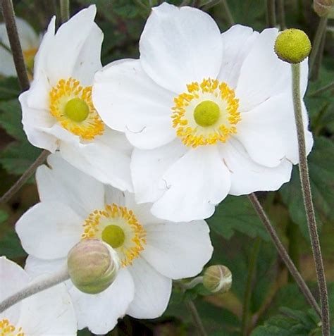 Anemone Hybrida Honorine Jobert Vitro Westland