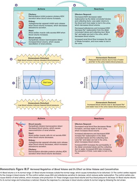 Regulation Of Urine Concentration And Volume