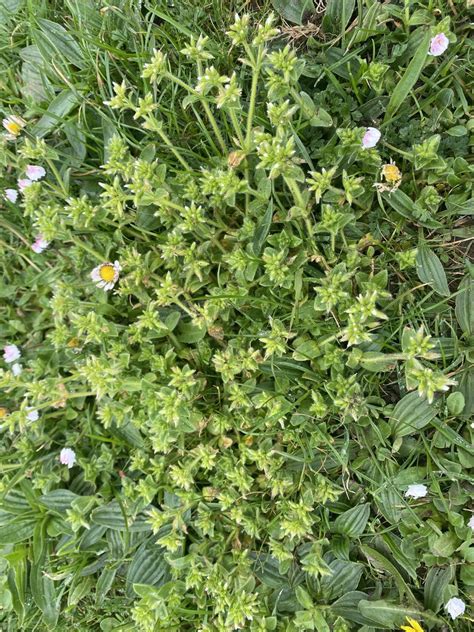 Sticky Mouse Ear Chickweed From South West Coast Path Bude England