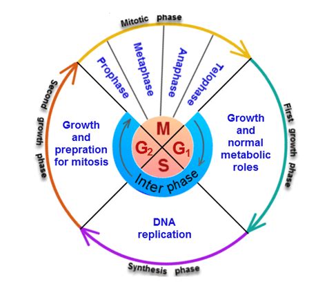 Neet Biology Cell Cycle And Cell Division Study Notes