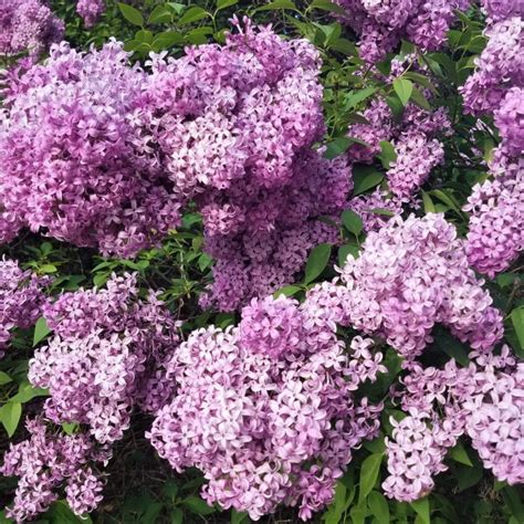 Persian Lilac - Soil :: The Dirt Guide