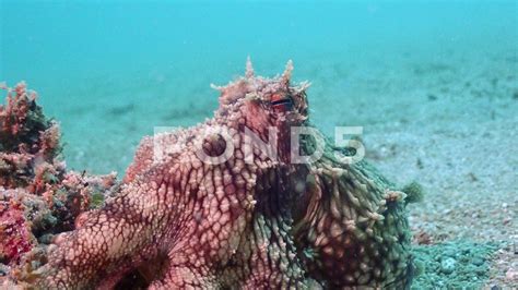 Common Octopus Camouflage