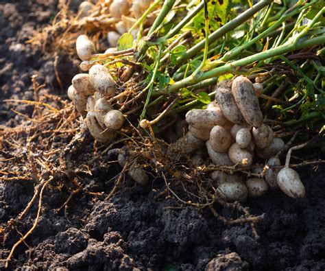 grow peanuts expert tips   nutritious crop homes gardens