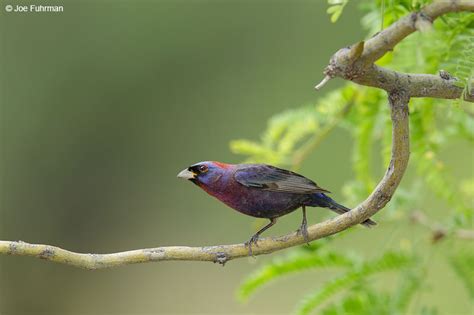 Varied Bunting – Joe Fuhrman Photography