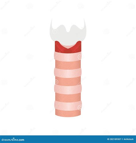 Human Trachea Airway Tube Medical Diagram Icon Stock Vector