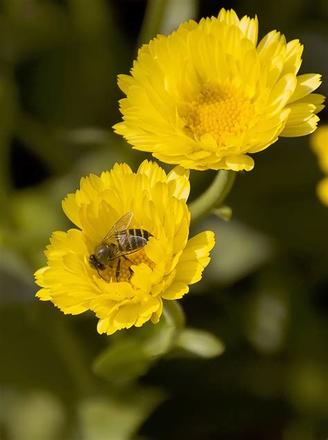 Kostenlose foto Natur blühen Blume Blütenblatt Sommer Pollen