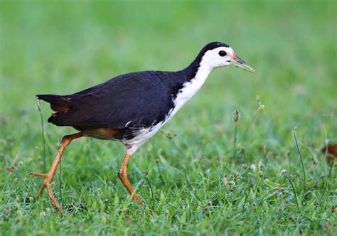 National Bird Sikkim Animals Name - Birds : Clouds over the sky looked ...