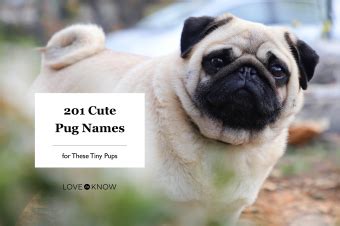 201 Cute Pug Names for These Tiny Pups | LoveToKnow Pets