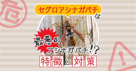 スズメバチの活動時間は朝から日没！蜂が活発な時間帯を知れば怖くない ハチ110番